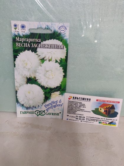 Маргаритка Весна заснеженная Ц(Г)