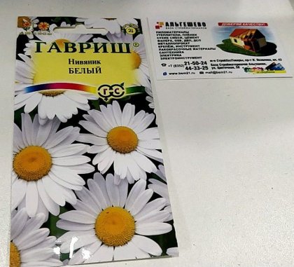 Нивяник Белый крупноцветковый Ц(Г)