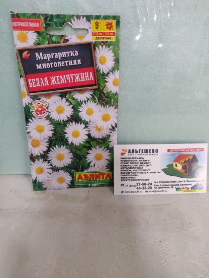Маргаритка Белая Жемчужина Ц(А)