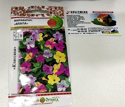 Мирабилис Ялапа Ц(Н)