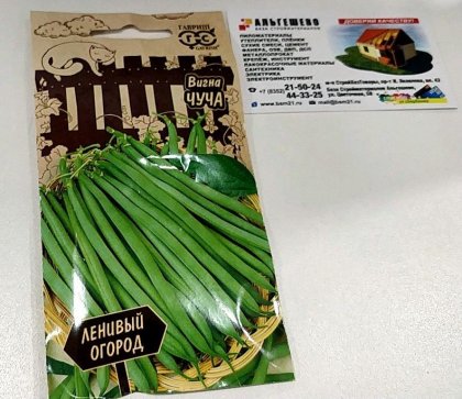 вигна Чуча Ц(Г)