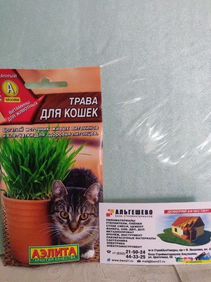 Трава для Кошек